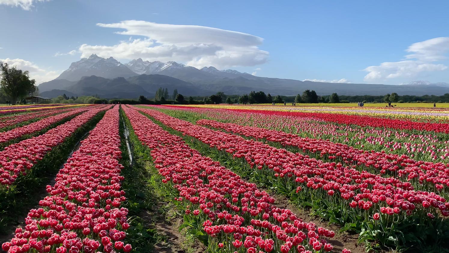 Campo de Tulipanes en Trevelin - Patagonia Argentina