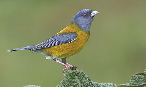 Comesebo patagónico (Phrygilus patagonicus)