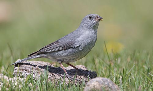 Yal plomizo (Phrygilus unicolor)